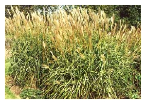 MISCANTHUS sinensis 'Silberfeder'